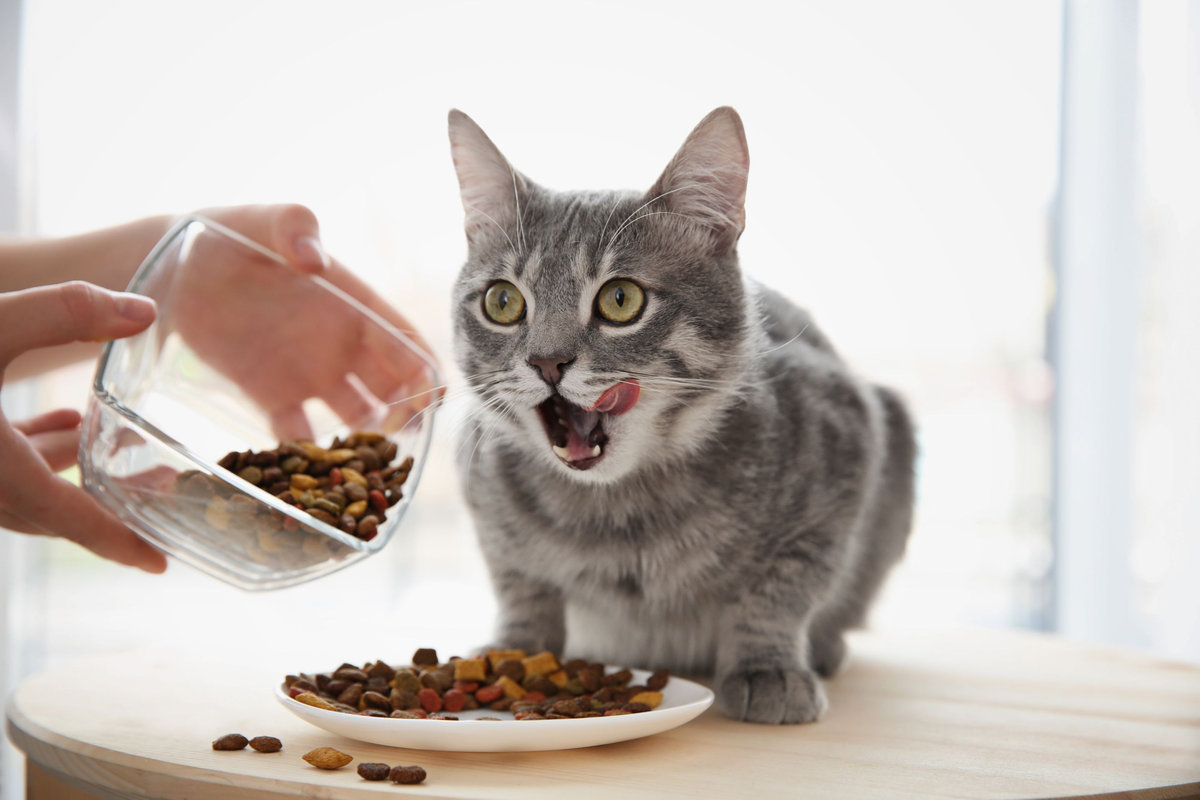 Tabella per l'alimentazione gatto: quanto deve mangiare? | Conad