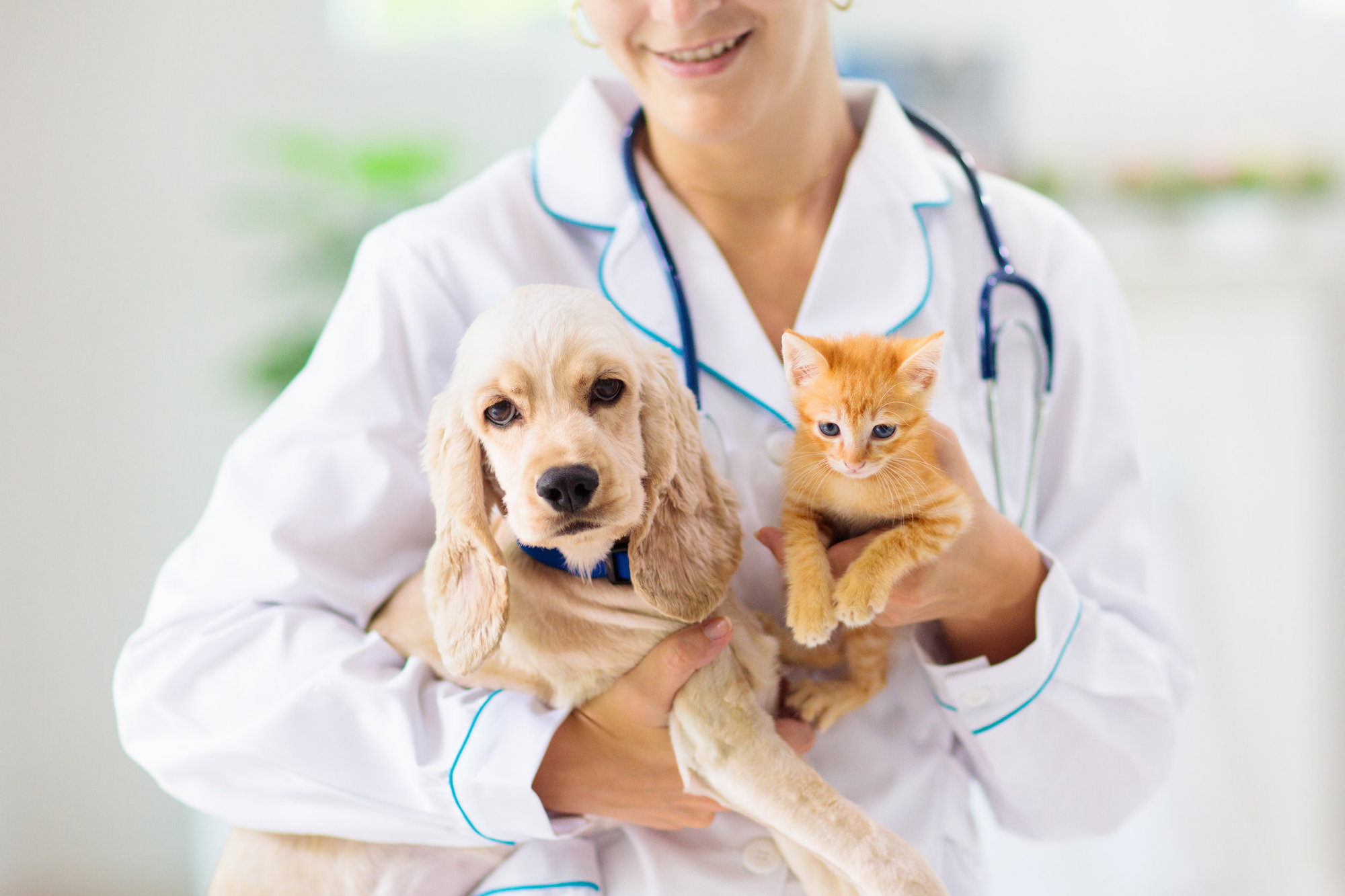 Come gestire la visita dei nostri animali dal veterinario | Conad