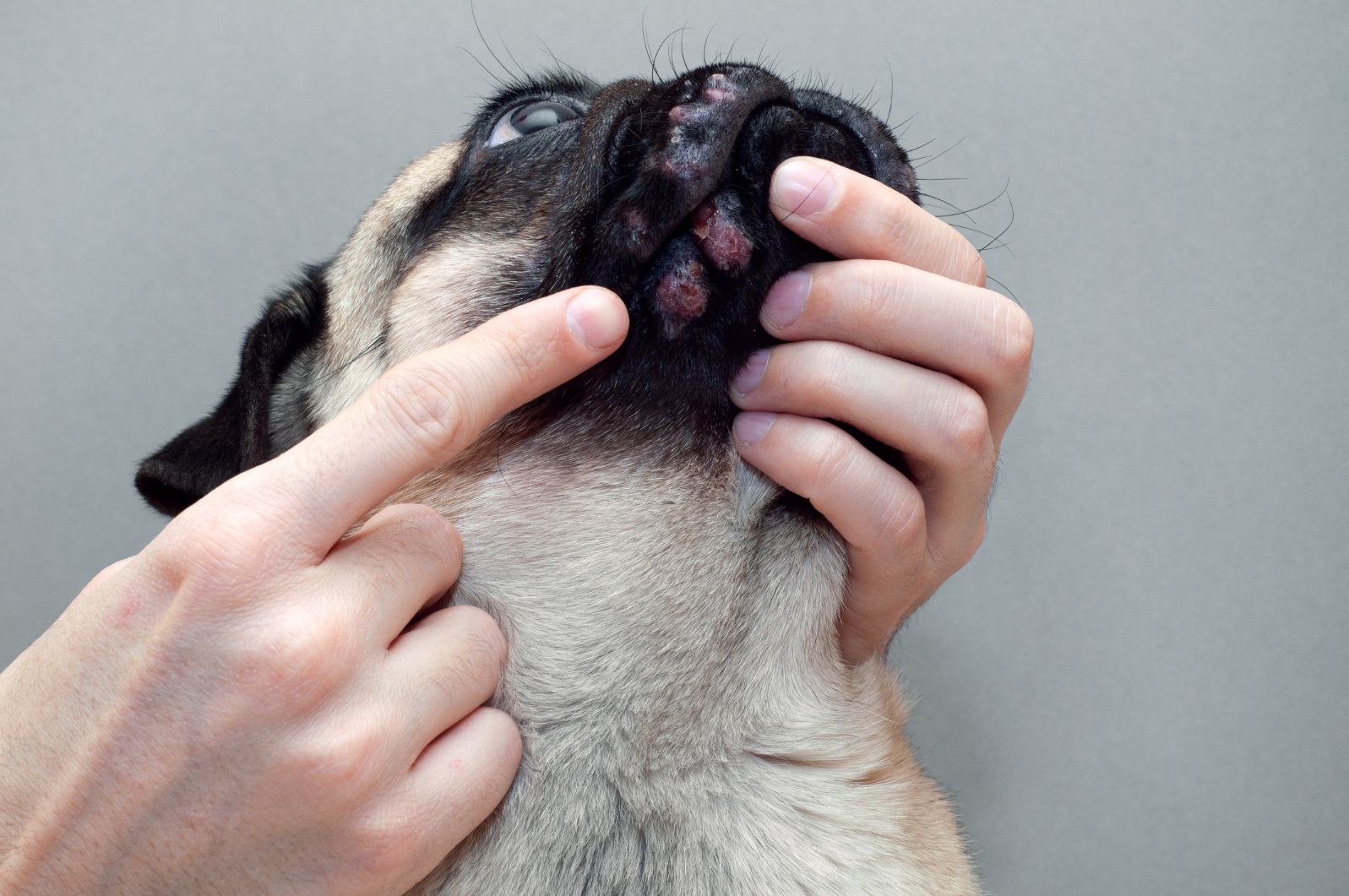 Come curare la dermatite del cane: rimedi naturali e non | Conad