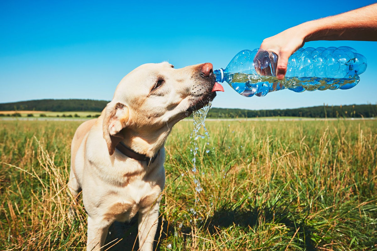 Idee anticaldo e repellenti naturali per godersi l'estate con il proprio  cane | Conad