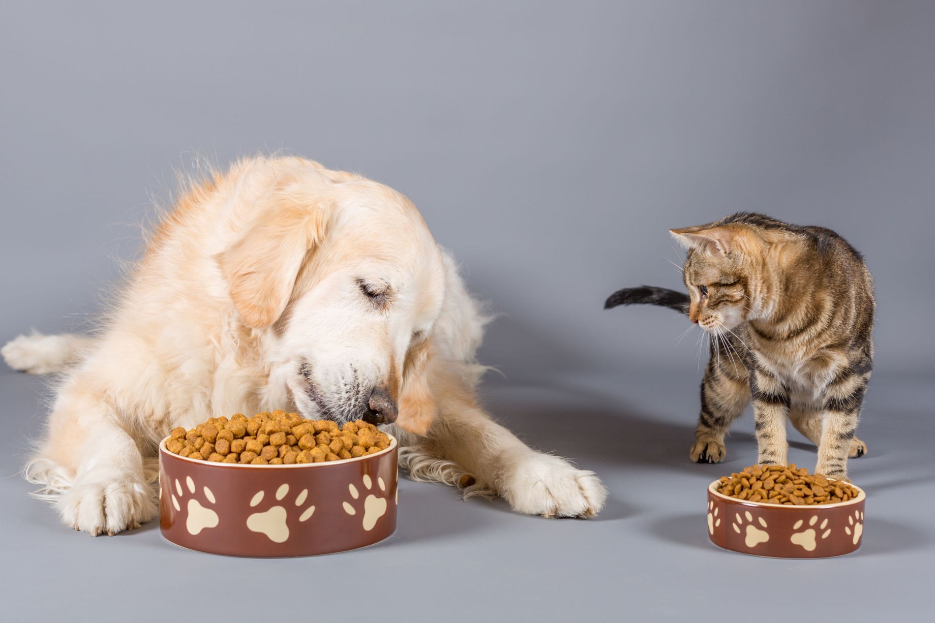 L'importanza di un cibo sano ed equilibrato per cani e gatti | Conad