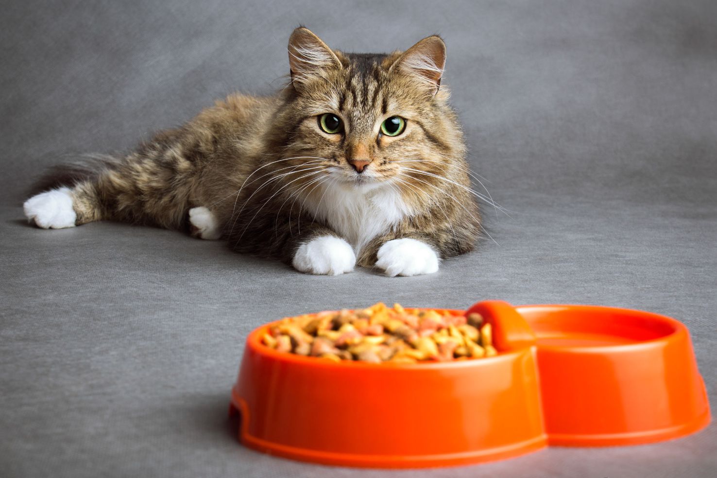 Il miglior cibo per gatti: fasi di crescita e alimentazione